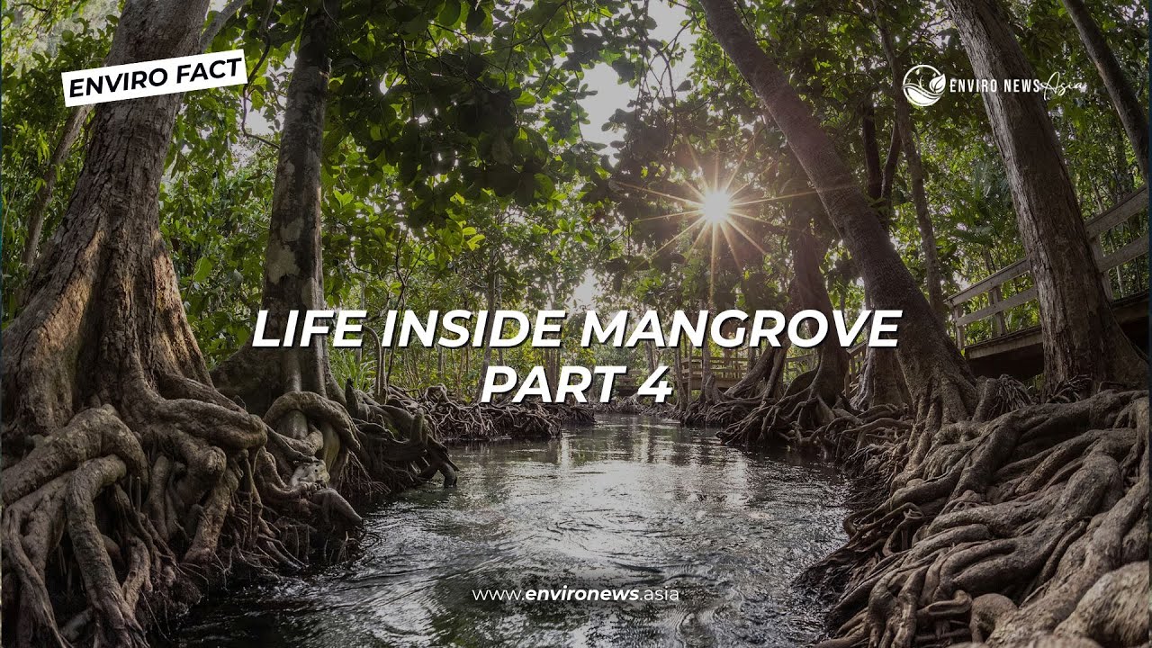 Discover What’s Really Living in Mangrove Forest (Part 4)