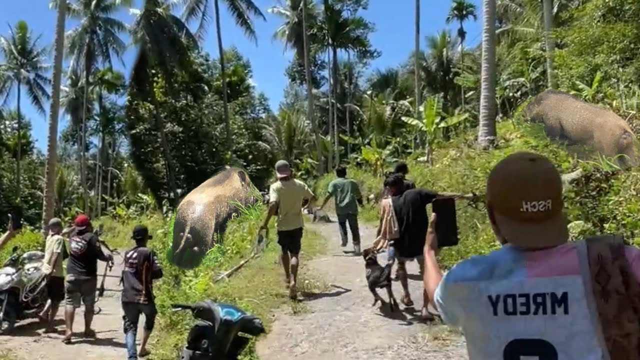 ЛУЧШИЕ МОМЕНТЫ ОХОТЫ НА КАБАНА В 2025 ГОДУ НА ЗАПАДНОЙ СУМАТРЕ