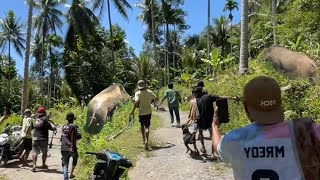 BEST MOMENT BERBURU BABI HUTAN TERBAIK 2025 DI SUMATERA BARAT