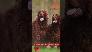 side effects of owning an Irish Setter #dog