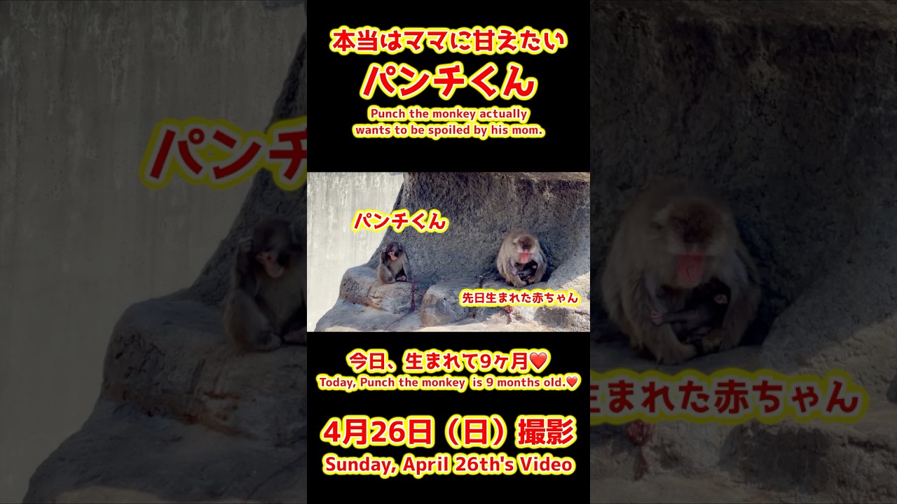 パンチくん【2026年4月26日撮影】本当はママに甘えたいパンチくん #がんばれパンチ #punch #HangInTherePunch #市川市動植物園【Punch the monkey】N02