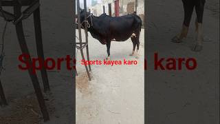 dasi 🐄 cow #farming