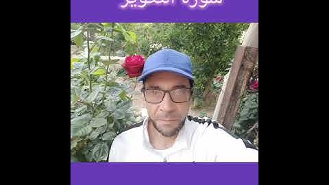 سورة الاخلاص،الفلق،الناس،الكافرون