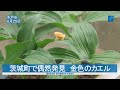 金色のカエル 高校生が偶然発見 オタマジャクシから自宅で育てる