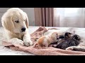Golden Retriever Puppy Reacts to Baby Kittens [Cuteness Overload]