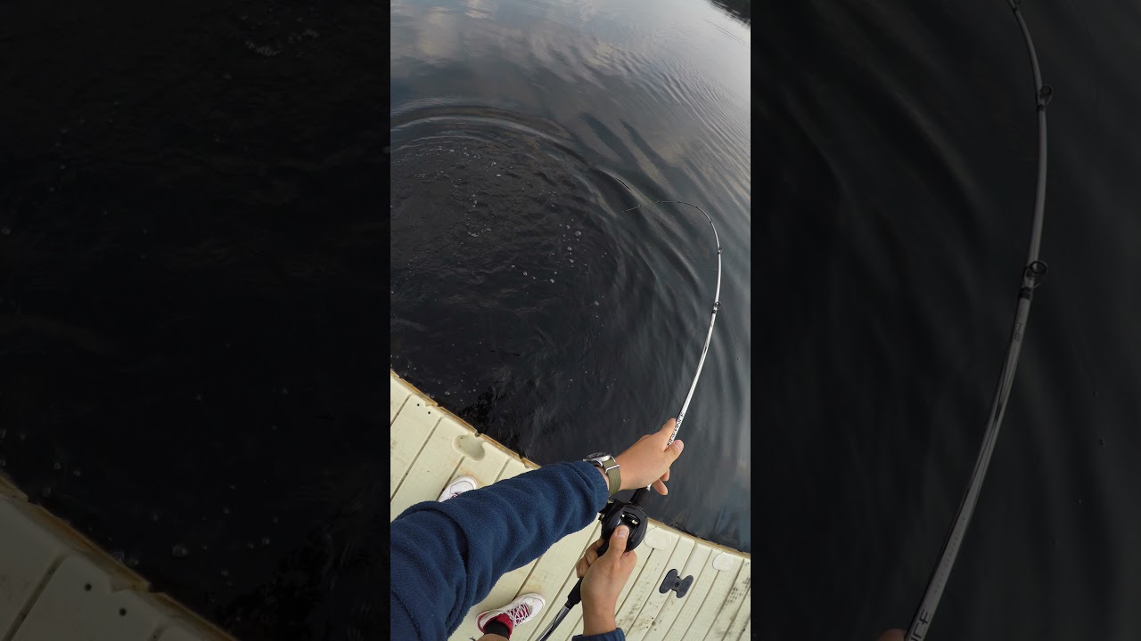 FAT boston bass on the texas rig craw (RAW FOOTAGE) 