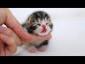 「かわいい猫」 笑わないようにしようとしてください - 最も面白い猫の映画 #233
