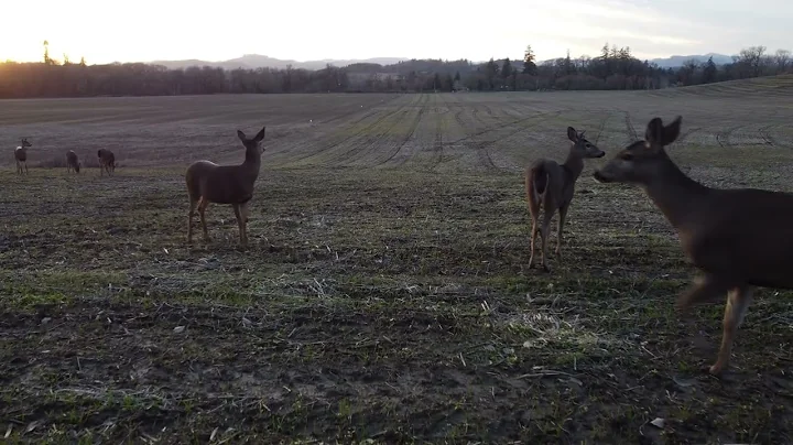 Deer in the park, Carlton OR
