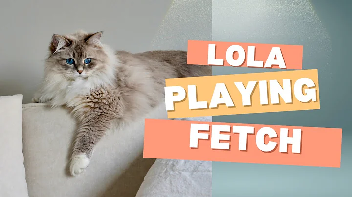 Video 5680911: siberian cat playing fetch, cat loves playing