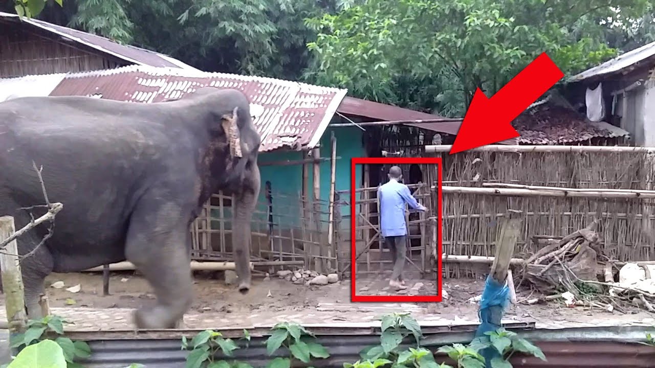 An old man in front of a herd of wild elephants || Numaligarh Elephants corridor