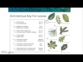 Mastering Dichotomous Keys for Plant Identification