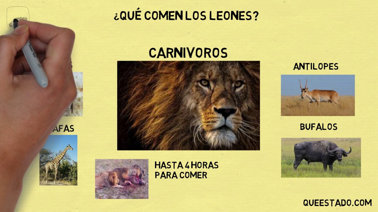 Qué comen los leones? ? | LAS RESPUESTAS A TUS PREGUNTAS - YouTube