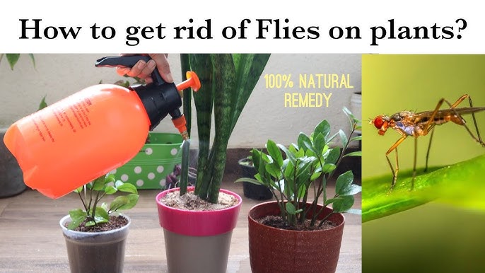 How to Get Rid of Gnats Indoor Garden: Effective Solutions
