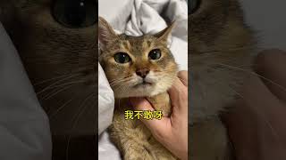 【眉姐姐的日常】眉姐也有挨揍的时候～#猫狗双全 #猫狗大战 #抖音商城双11好物节 #pets #pets #sphynx #柴犬 #布偶猫 #猫咪的迷惑行为