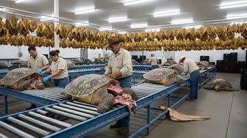 Full Process Revealed: Inside the Giant Turtle Farms Raising Millions Every Year