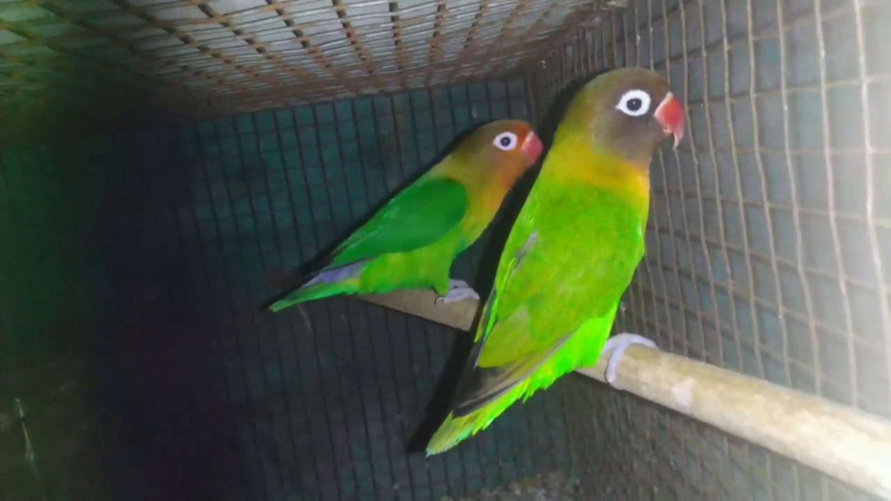 Fischer lovebirds related kuch information YouTube