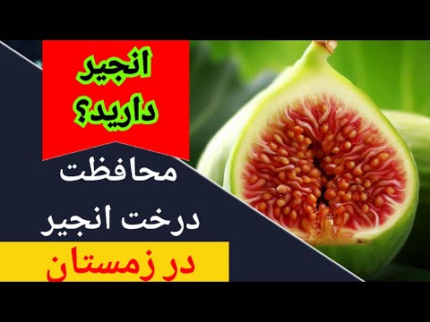 تصویری: محافظت از سرما انجیر - نکاتی برای زمستان کردن درخت انجیر