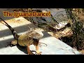 The iguana dance of aruba