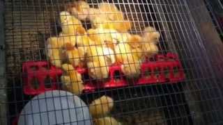 Chick Days at Orscheln!