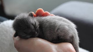 After A Couple Rescued This Lost Kitten, They Were Stunned When Its Fur Started To Change Color