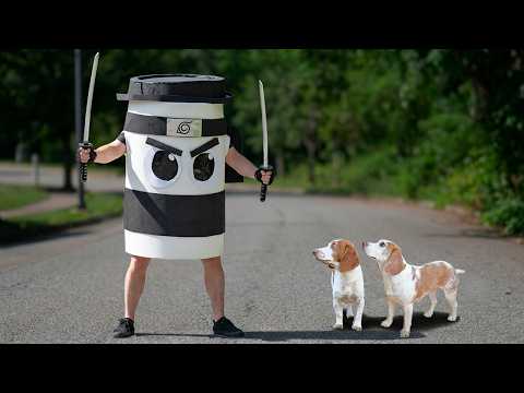 Can These Dogs Defeat Cappuccino Assassino?