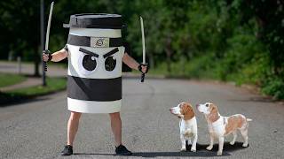 Can These Dogs Defeat Cappuccino Assassino?