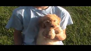 Labradoodle Puppy #8 by HoosierDoodles 174 views 13 years ago 1 minute, 13 seconds