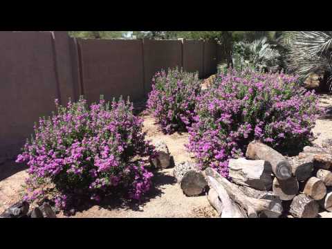 Video: Shrub Leucophyllum