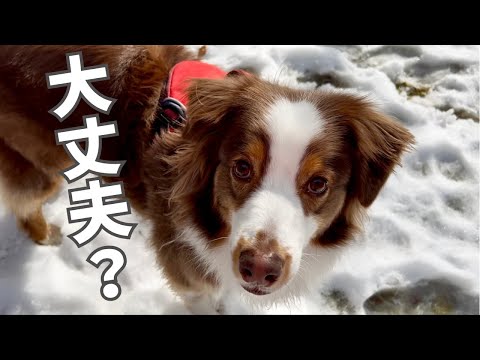 お散歩の帰り、歩き疲れた母を待ってくれてる愛犬が愛おしすぎる｜オーストラリアンシェパード