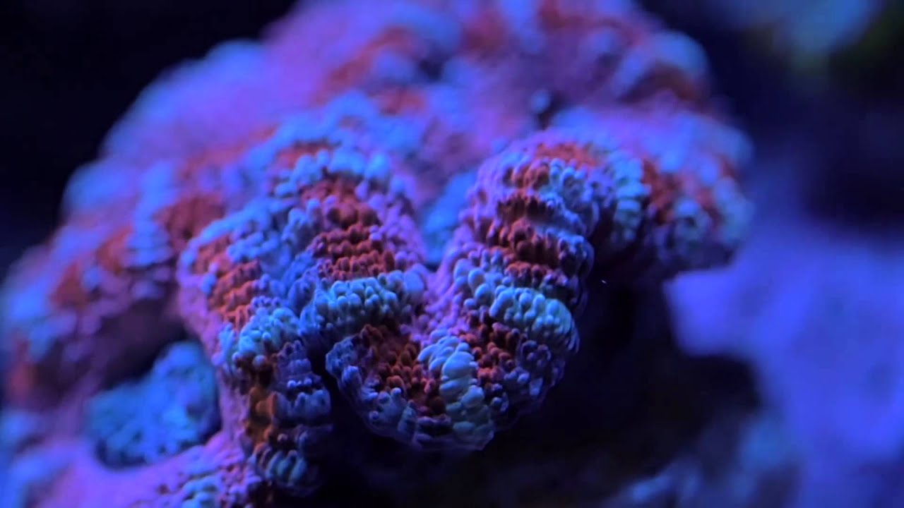 ap700 kessil led testimonial jimmy francis at neptune aquatics youtube