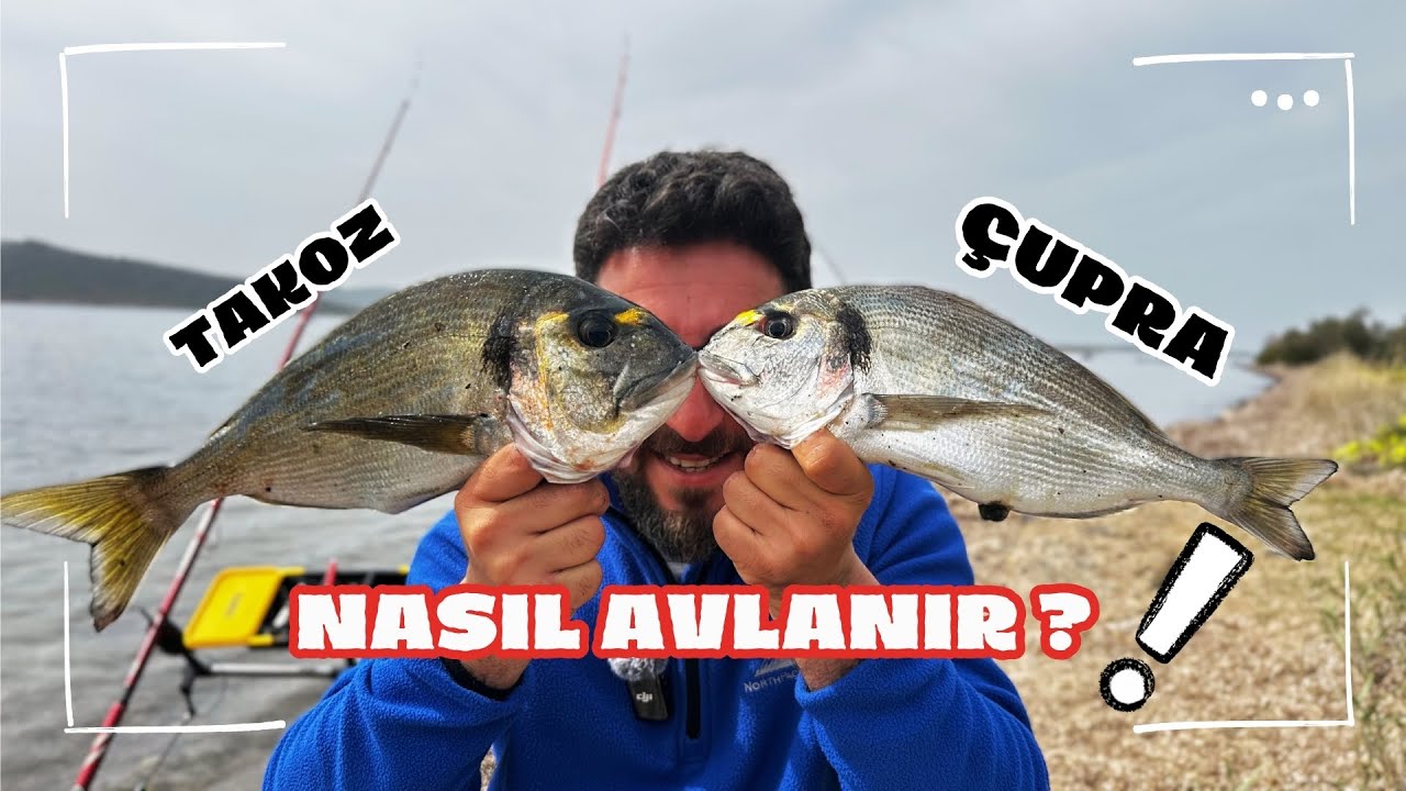 TAKOZ ÇUPRALAR YİNE KOLLARIMDA!