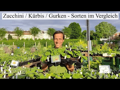 Video: Zucchini: die besten Sorten fürs Freiland. Beschreibung der Sorten und Anbaumerkmale