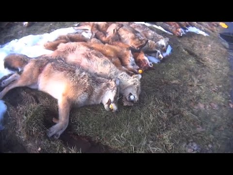 Killing wildlife for cash and prizes