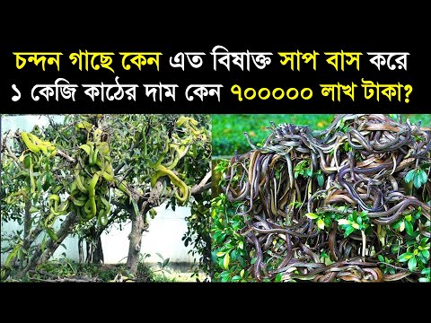 ভিডিও: আখরোট গাছ: চাষ, রোপণ, যত্ন এবং বৈশিষ্ট্য