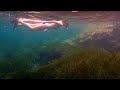 Unterwasser aufnahmen mit der gopro hero 10  4kp100  underwater footage