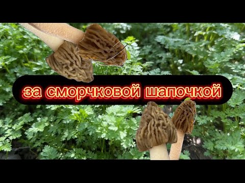 Сморчковая Шапочка 2025