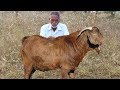 Goat Curry Recipe | Traditional Mutton Curry | Lamb Recipe By our Grandpa | Grandpa Kitchen