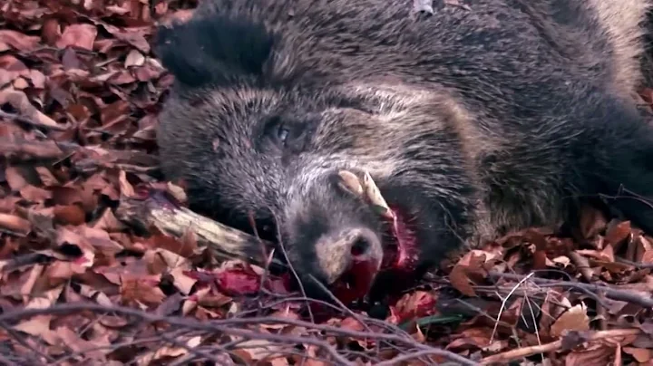 50 Savage Boar Hunts You Won’t Believe Happened!