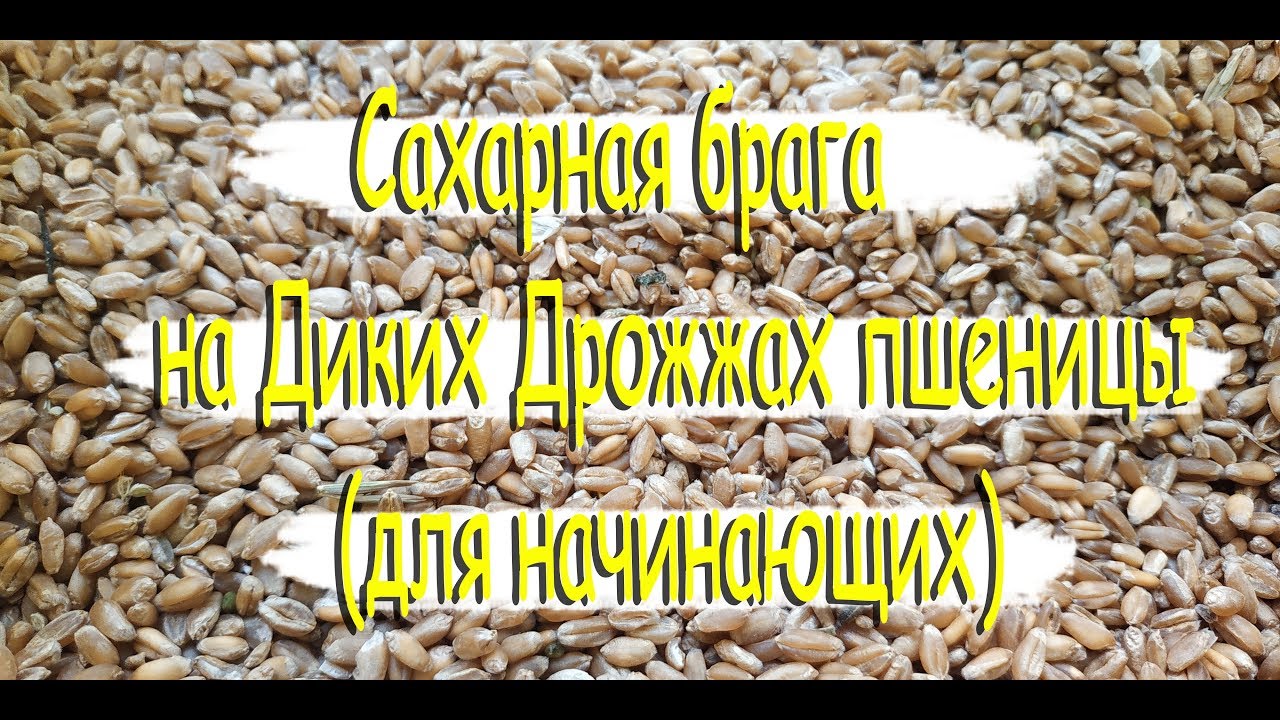 Сахарная брага на Диких Дрожжах пшеницы для начинающих часть 1