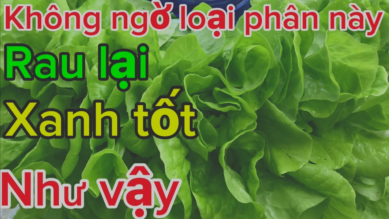 Chỉ cần bón loại phân này rau cây cảnh xanh tốt um tùm ít người biết