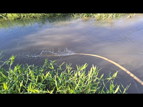 Vídeo: A chupeta é boa para pescar?