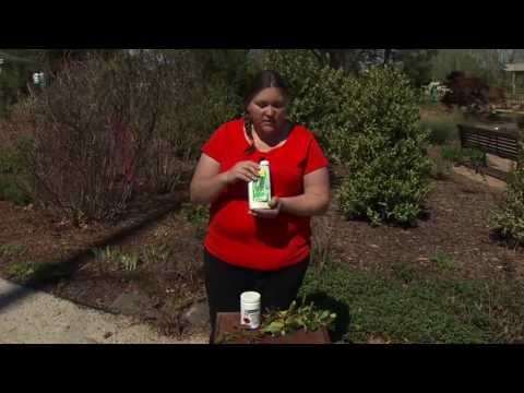 Video: Šta je antraknoza agave: kako uočiti znakove antraknoze agave