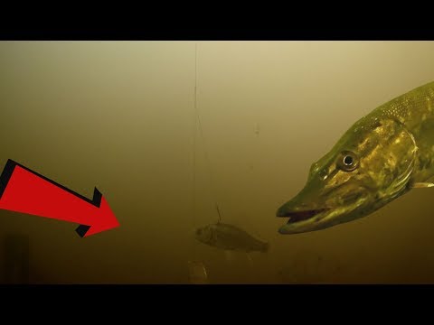 Атака щуки на живца. Подводная съемка.