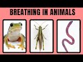 How Do Different Animals Breathe Breathing Organs In Different Animals Respiration In Animals 