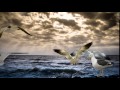 Чайки над морем