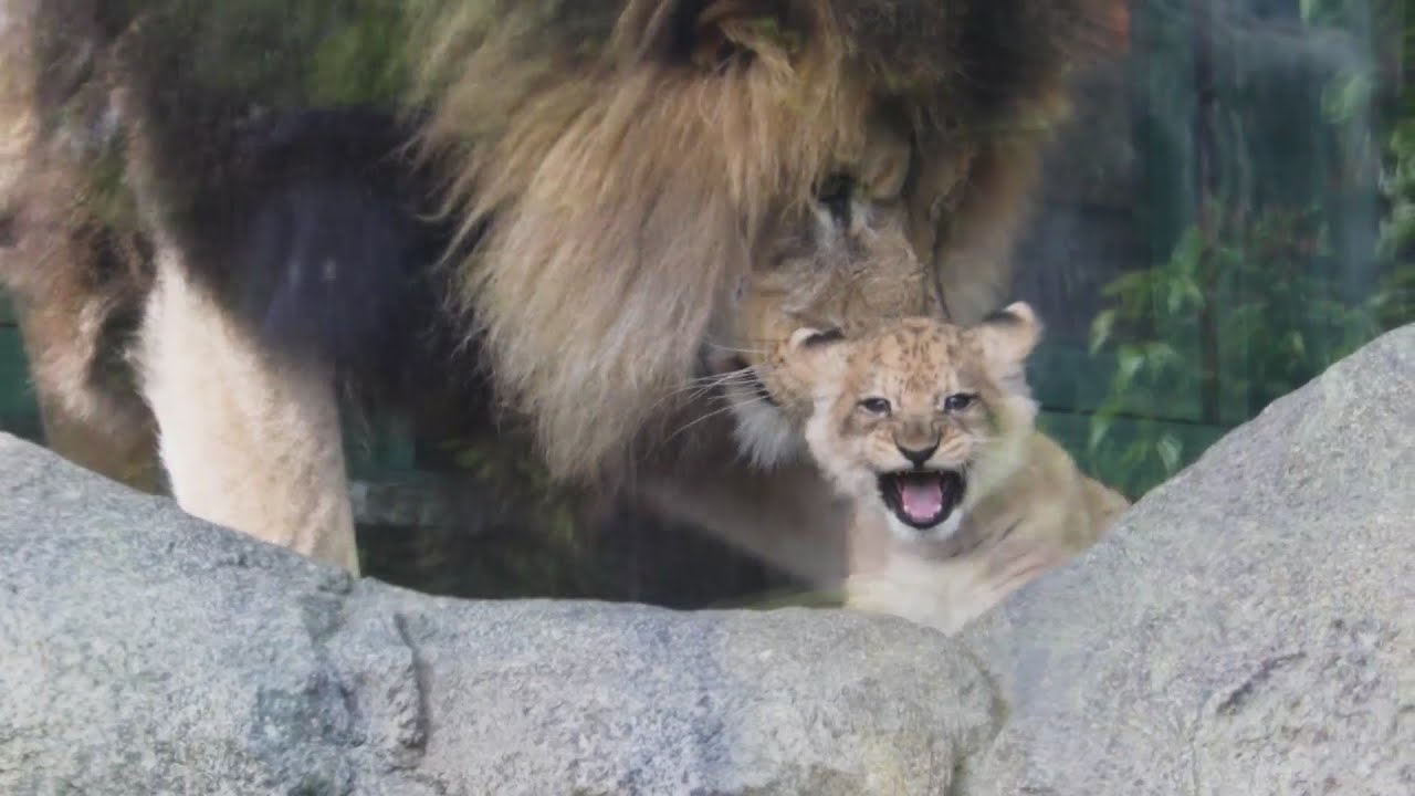 The circle of life: Lincoln Park Zoo welcomes new lion cub - YouTube