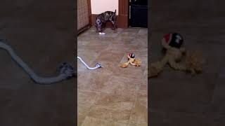 Rusty The Choco-Merle Minpin