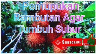 Download Lagu Pemupukan Rambutan Agar Tumbuh Subur MP3