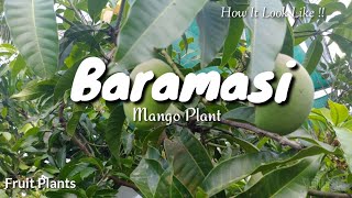 Baramasi mango plant | all season indian veriety asus zenfone 5z
sklihka