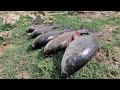 Rohu Fishing In Tiggi(3Hooks) Gal Hook|Catching The Rohu Fishes|We Used Rice And Rice polish Powder